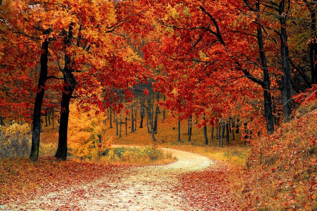 , Automne , Automne